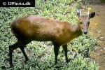 mazama americana red brocket deer mazama americana red brocket deer