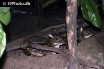 moschiola meminna white spotted chevotrain mouse deer moschiola meminna white spotted chevotrain mouse deer