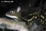 moschiola meminna white spotted chevotrain mouse deer moschiola meminna white spotted chevotrain mouse deer
