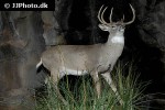 odocoileus virginianus white tailed deer odocoileus virginianus white tailed deer