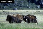 ovibos moschatus muskox ovibos moschatus muskox