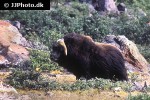 ovibos moschatus muskox ovibos moschatus muskox