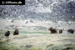 ovibos moschatus muskox ovibos moschatus muskox
