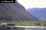 ovibos moschatus muskox ovibos moschatus muskox
