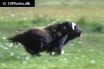 ovibos moschatus muskox ovibos moschatus muskox