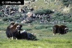 ovibos moschatus muskox ovibos moschatus muskox