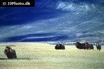 ovibos moschatus muskox ovibos moschatus muskox