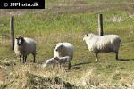 ovis aries domesticus domestic sheep ovis aries domesticus domestic sheep