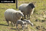 ovis aries domesticus domestic sheep ovis aries domesticus domestic sheep