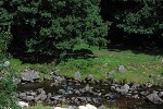 ovis aries domesticus domestic sheep ovis aries domesticus domestic sheep