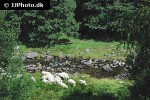 ovis aries domesticus domestic sheep ovis aries domesticus domestic sheep