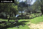 ovis aries domesticus domestic sheep ovis aries domesticus domestic sheep