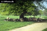 ovis aries domesticus domestic sheep ovis aries domesticus domestic sheep