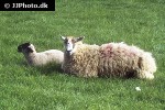 ovis aries domesticus domestic sheep ovis aries domesticus domestic sheep