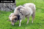 ovis aries domesticus domestic sheep ovis aries domesticus domestic sheep
