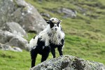 ovis aries domesticus domestic sheep ovis aries domesticus domestic sheep