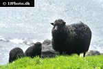 ovis aries domesticus domestic sheep ovis aries domesticus domestic sheep