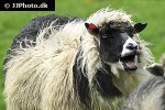 ovis aries domesticus domestic sheep ovis aries domesticus domestic sheep