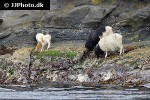 ovis aries domesticus domestic sheep ovis aries domesticus domestic sheep