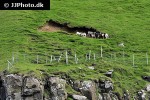 ovis aries domesticus domestic sheep ovis aries domesticus domestic sheep