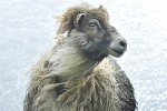 ovis aries domesticus domestic sheep ovis aries domesticus domestic sheep