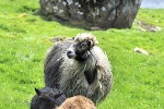 ovis aries domesticus domestic sheep ovis aries domesticus domestic sheep