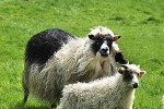 ovis aries domesticus domestic sheep ovis aries domesticus domestic sheep