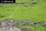 ovis aries domesticus domestic sheep ovis aries domesticus domestic sheep