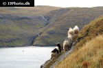 ovis aries domesticus domestic sheep ovis aries domesticus domestic sheep