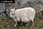 ovis aries domesticus domestic sheep ovis aries domesticus domestic sheep