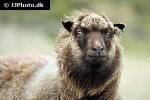 ovis aries domesticus domestic sheep ovis aries domesticus domestic sheep