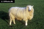 ovis aries domesticus domestic sheep ovis aries domesticus domestic sheep