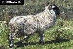 ovis aries domesticus sheep ovis aries domesticus sheep