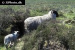ovis aries domesticus sheep ovis aries domesticus sheep