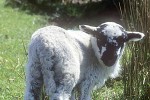 ovis aries domesticus sheep ovis aries domesticus sheep