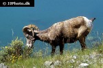 ovis canadensis bighorn sheep ovis canadensis bighorn sheep