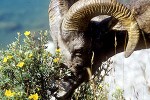 ovis canadensis bighorn sheep ovis canadensis bighorn sheep
