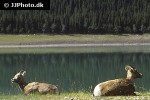 ovis canadensis bighorn sheep ovis canadensis bighorn sheep