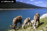 ovis canadensis bighorn sheep ovis canadensis bighorn sheep