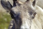 ovis canadensis bighorn sheep ovis canadensis bighorn sheep