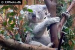 phascolarctos cinereus koala phascolarctos cinereus koala