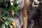 phascolarctos cinereus koala phascolarctos cinereus koala