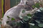 phascolarctos cinereus koala phascolarctos cinereus koala