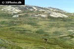 rangifer tarandus groenlandicus barren ground caribou reindeer rangifer tarandus groenlandicus barren ground caribou reindeer