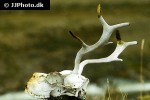 rangifer tarandus groenlandicus barren ground caribou reindeer rangifer tarandus groenlandicus barren ground caribou reindeer
