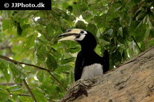 Hornbills & Toucans