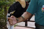 buceros bicornis great hornbill buceros bicornis great hornbill