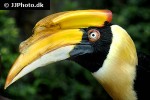 buceros bicornis great hornbill buceros bicornis great hornbill