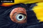 buceros bicornis great hornbill buceros bicornis great hornbill
