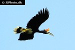 buceros rhinoceros rhinoceros hornbill buceros rhinoceros rhinoceros hornbill